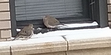 2 mourning doves shelter on a snowy window sill